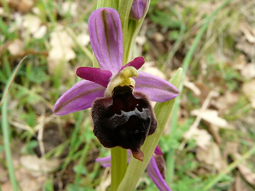 Ophrys biscutella